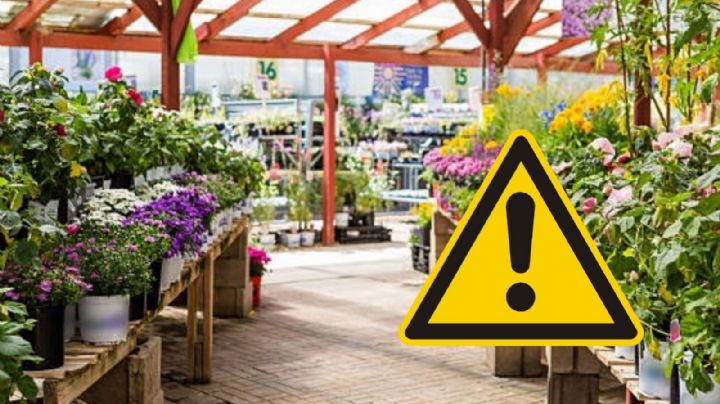 Multas de hasta 3 millones de pesos por tener esta planta en tu casa