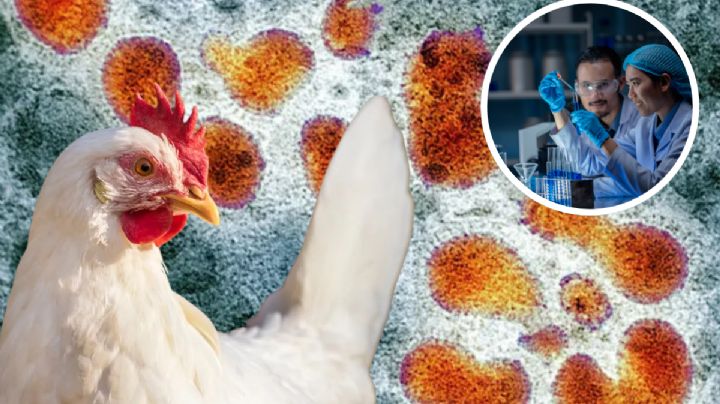 ¿Secretaría de Salud detecta más casos de gripe aviar AH5N1 en humanos?; esto se sabe