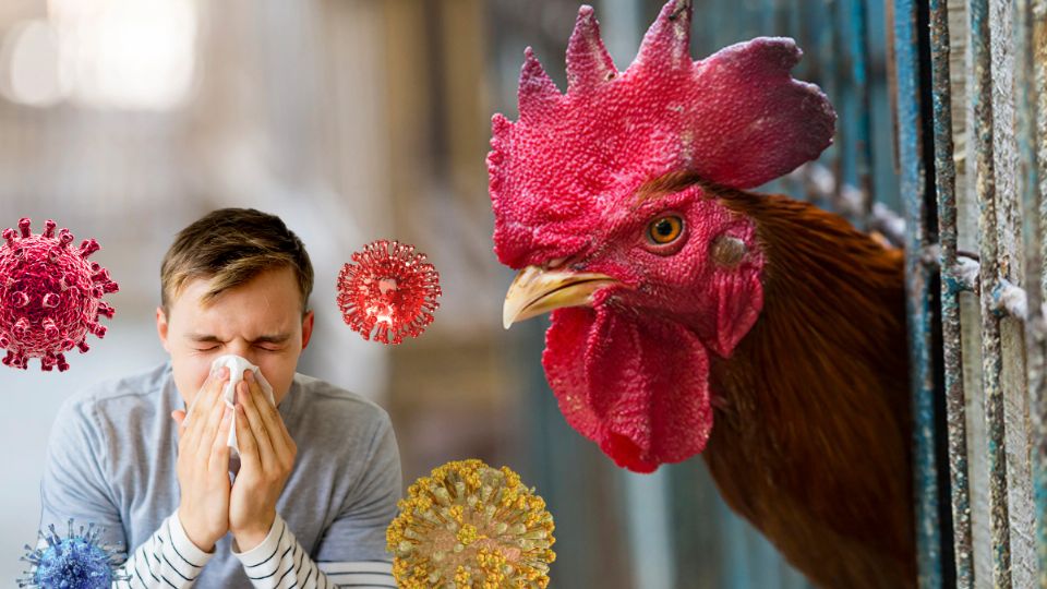 La gripe aviar puede ser contagiada directo de los animales a los humanos