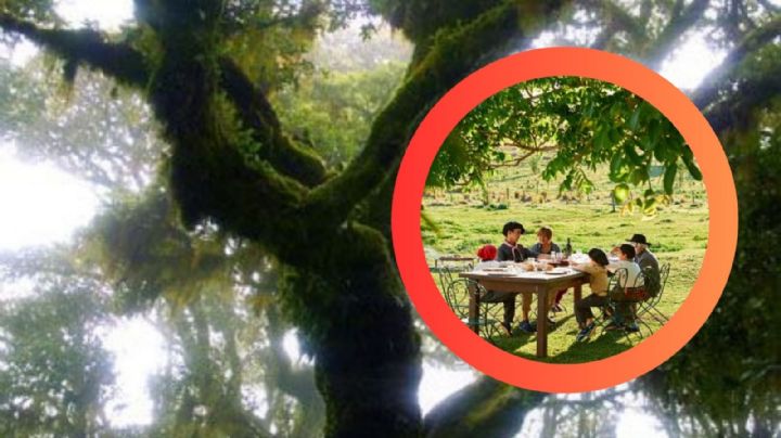 Este es el árbol que da mucha sombra, resistente a la sequía y es endémica de México