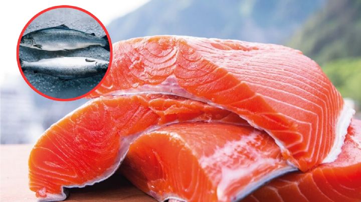 Este pescado es considerado de los más venenosos del mundo; se consume en muchos hogares