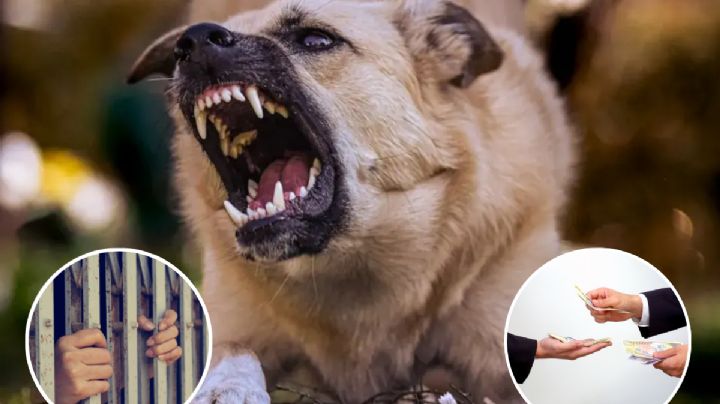 ¿Tu perro mordió a una persona?; esta multa económica deberás pagar o podrías ser arrestado