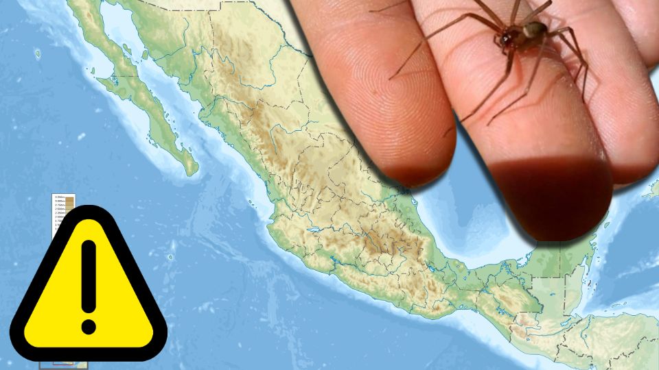 Aunque se dice que 'huyen de los humanos', en realidad se esconden en prendas o sábanas, aumentando el riesgo de contacto accidental