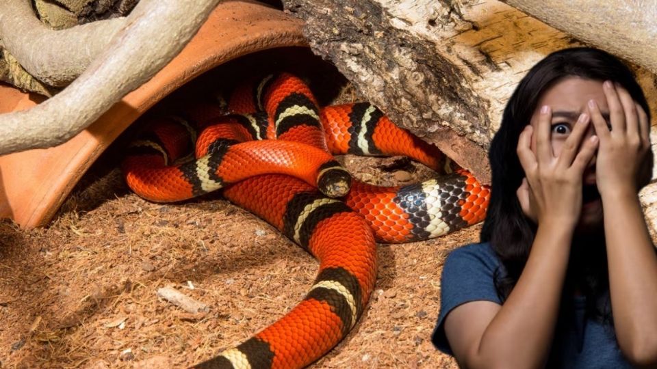La picadura de la serpiente de coralillo puede ser letal.