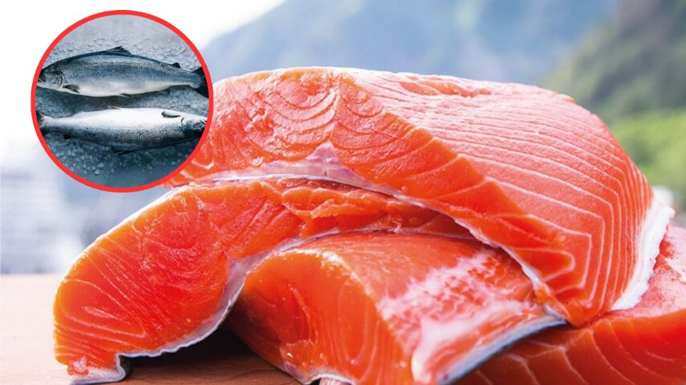 Este tipo de pescado pueden provocar enfermedades para quien lo consume