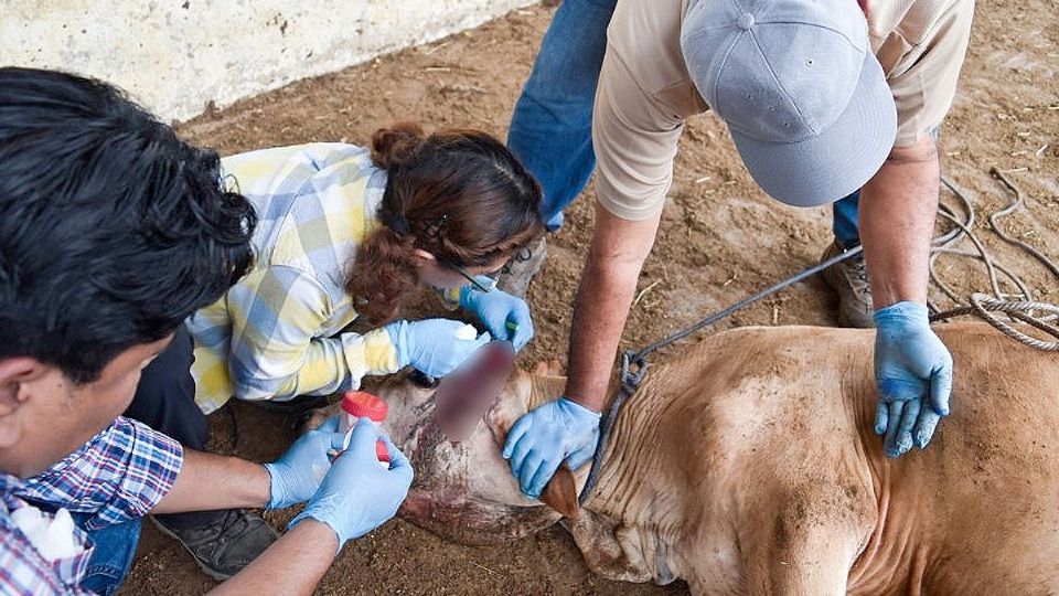 El cierre provoca grandes pérdidas a la ganadería mexicana de exportación.