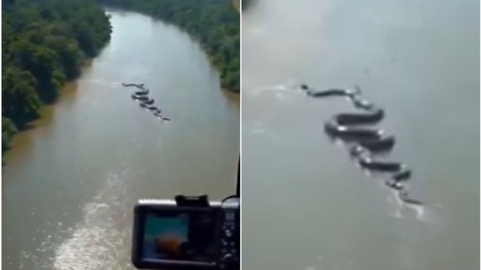 ¿Real o ficción?; captan a presunta anaconda enorme en el Amazonas