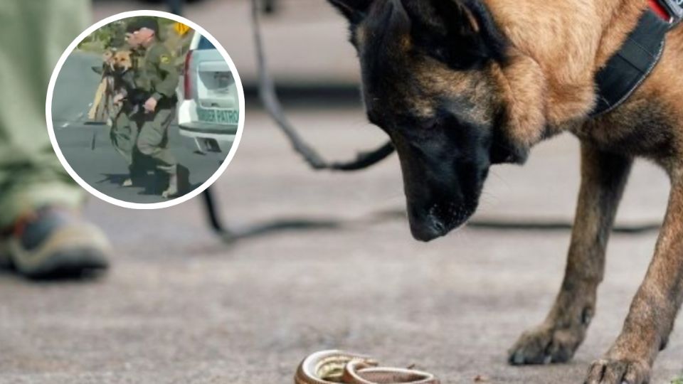 Un perro policÍa terminó lesionado por la mordedura de una serpiente de cascabel