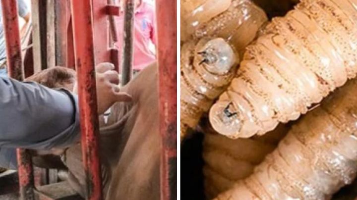 Crisis ganadera; no somos piñata de nadie: Claudia Sheinbaum