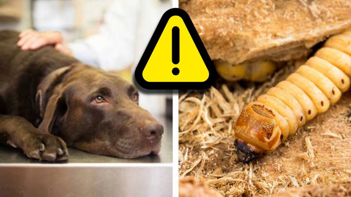 Gusano barrenador: alerta por las mascotas; así puedes prevenir su infección y ayudarlas