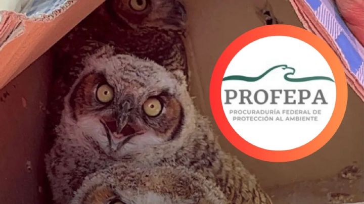 Nuevo León: caen por vender búhos en plena calle; podrían enfrentar delito federal