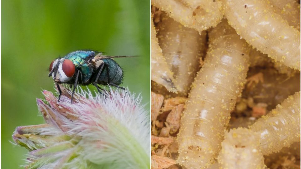 Así puedes identificar a la mosca del gusano barrenador, según la UNAM