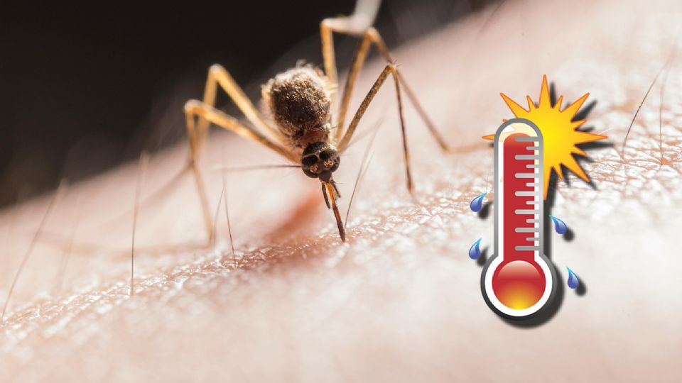 Por esta razón hay más mosquitos durante la temporada de calor