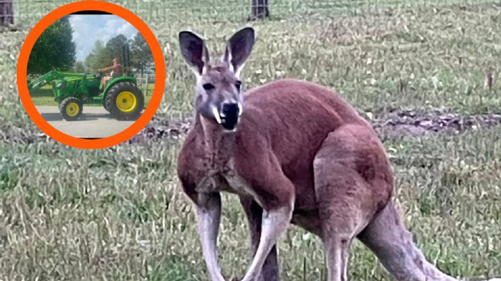 Hombre muere tras ser atacado por canguro; enfrentamiento lo dejó con severas lesiones