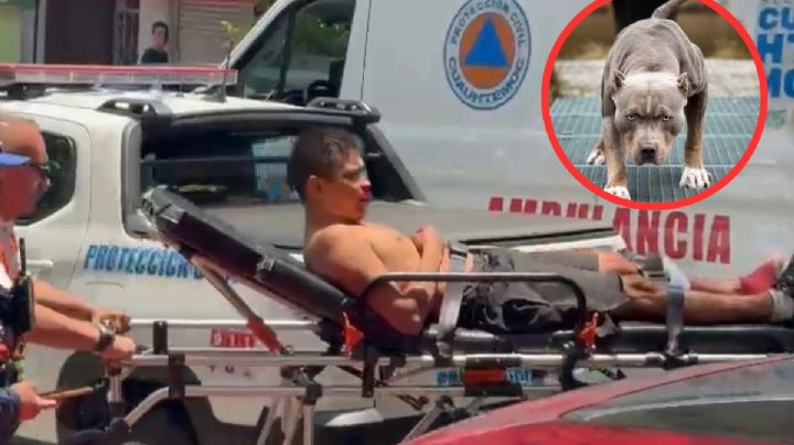 Hombre es atacado por sus perros pitbull dentro de su casa; los usaba para peleas clandestinas