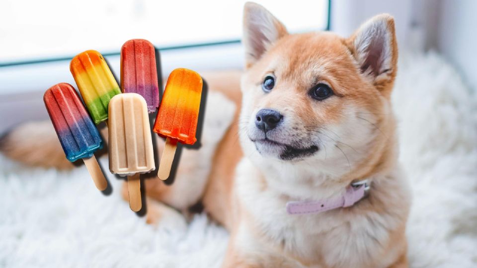 Así puedes preparar paletas de hielo para tus 'lomitos'; es fácil y rápido