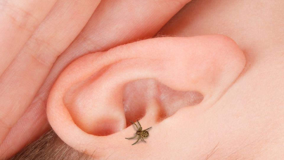 No te aterres si un insecto llega a introducirse en tu oído.