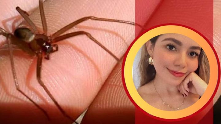 María Fernanda sufrió la picadura de una araña violinista en el patio de su casa y murió después