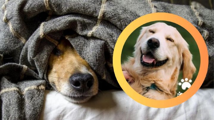 ¿Cuántos años tiene realmente tu perro?, la ciencia responde y rompe el mito de los '7 por 1'