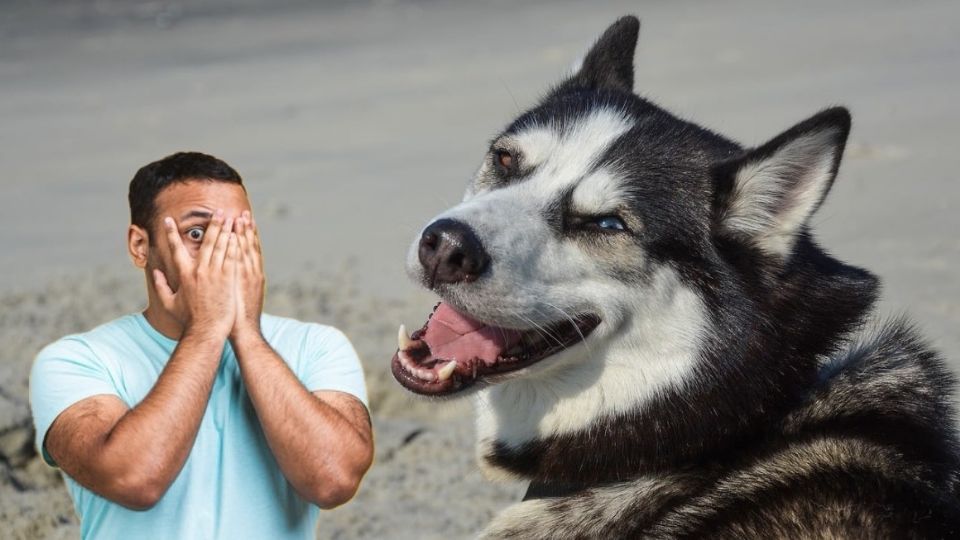 El perro atacó a un hombre en un elevador.