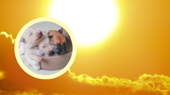 Detienen a jovencita por crueldad animal; dejó a 3 cachorritos al Sol sin agua ni alimento