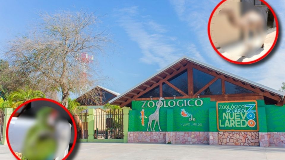 Los dos nuevos animales se unen a la familia de Nuevo Laredo, prometiendo próximamente su aparición al público