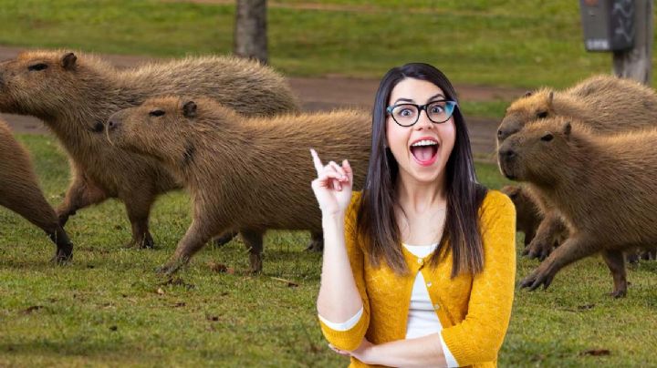 Tres lugares en México para convivir con capibaras; puedes alimentarlos y acariciarlos