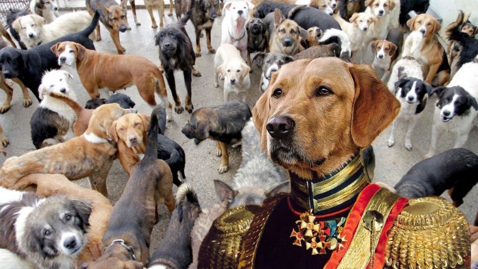 El líder de la manada.