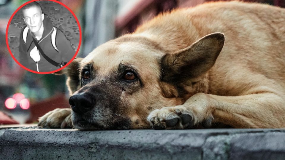 Hombre ataca a dos perros con químicos
