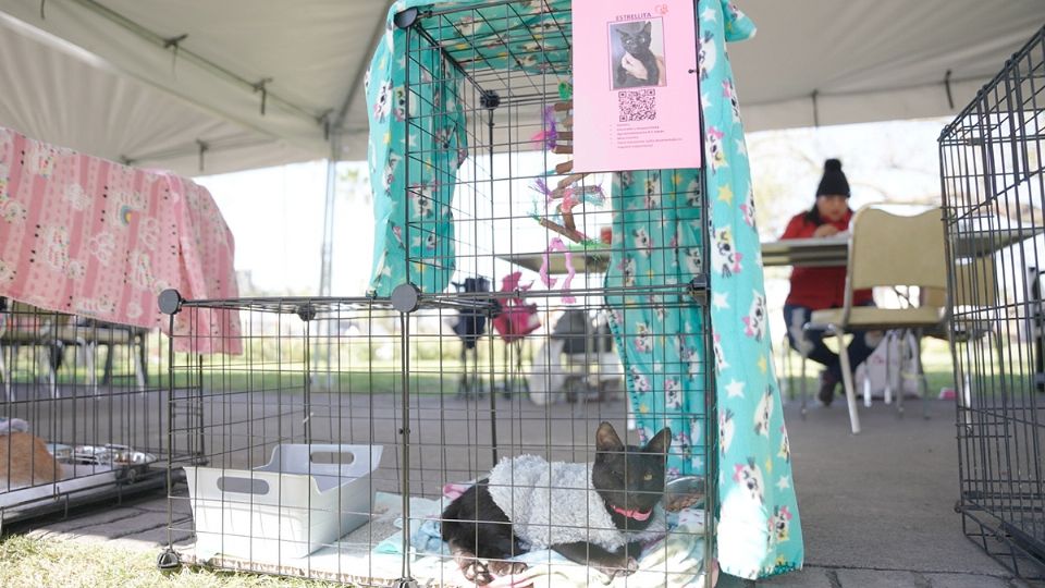 Invitan a adoptar mascotas