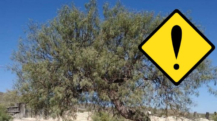 Esta madera es la favorita de los carpinteros para hacer muebles; árbol nació en Tamaulipas