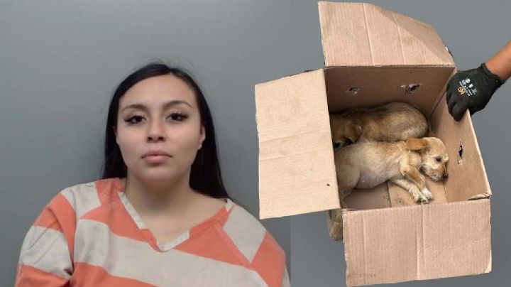 Joven que dejó morir al sol a cachorrito en Laredo tendrá que pagar 6 mil dólares de fianza