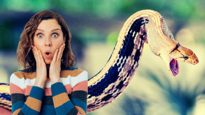Esta serpiente fue marcada por una leyenda 'oscura';  ¿cuál es y de qué se le acusa?