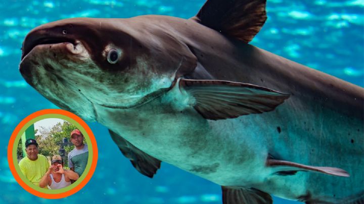 Atrapan ‘mítico’ pez de casi 300 kilos en Tabasco; ¿cómo llegó hasta ahí? | VIDEO