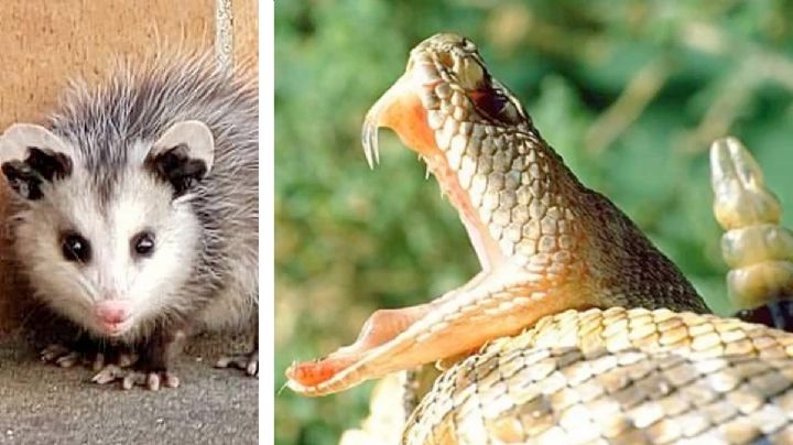 Tlacuache vs. víbora de cascabel: esto pasa cuando se encuentran frente a frente | VIDEO