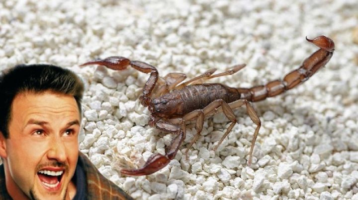 Captan a alacrán gigante 'paseándose' por una casa; ola de calor lo obliga a salir | VIDEO