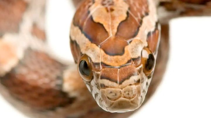 Temporada de animales ponzoñosos: sale víbora en colonia El Nogal