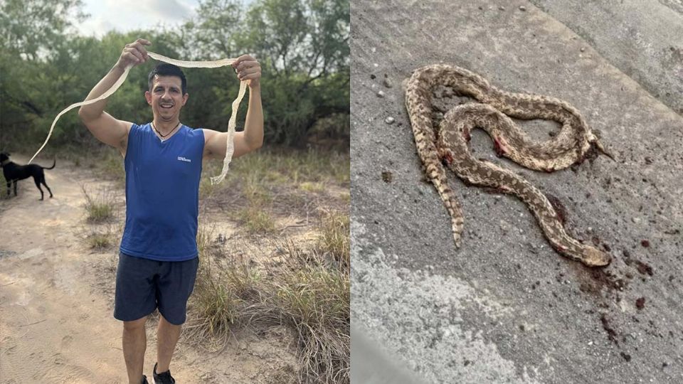 Ya son varias las especies de víboras que se han hallado en Nuevo Laredo