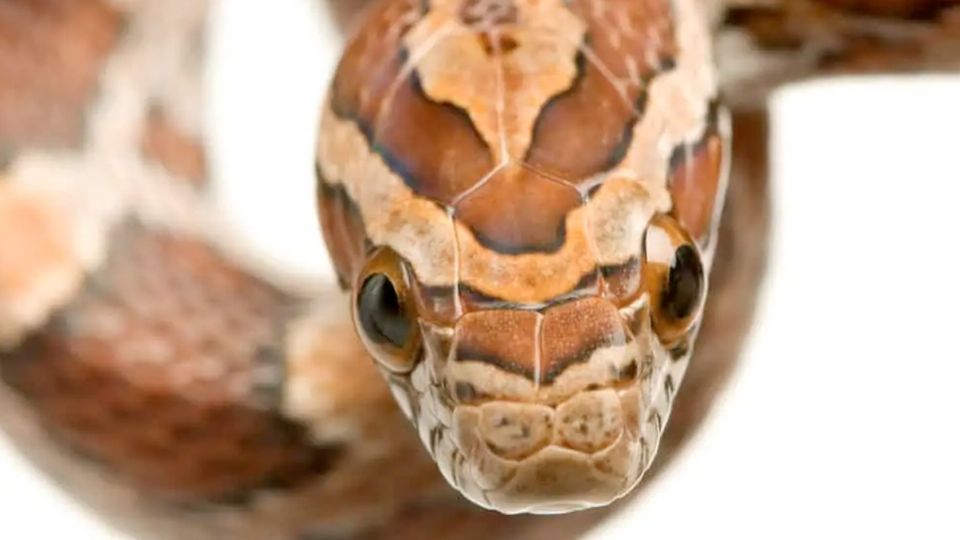 Gran susto causó el ofidio que se apareció en El Nogal.