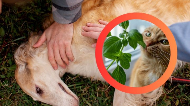 ¿Flor o veneno?, la planta que muchos tienen en casa y podría ser mortal para tus mascotas