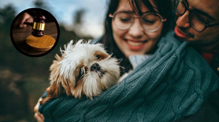 ¿Custodia compartida para mascotas?; nueva ley aprobaría esta iniciativa