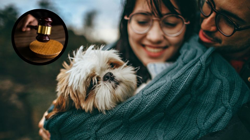 Congreso busca custodias compartidas para mascotas; ¿en qué parte de México?