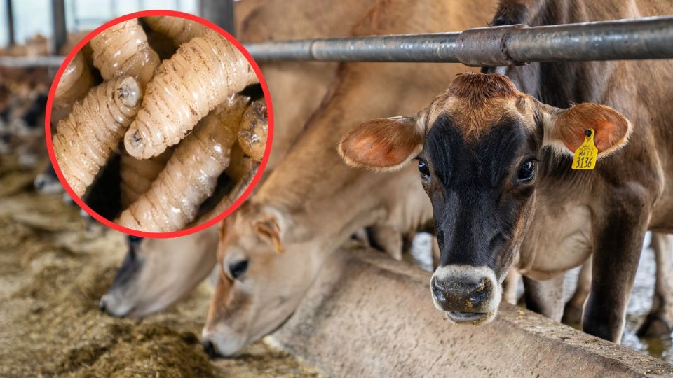 La plaga será combatida por las autoridades de Estados Unidos y México