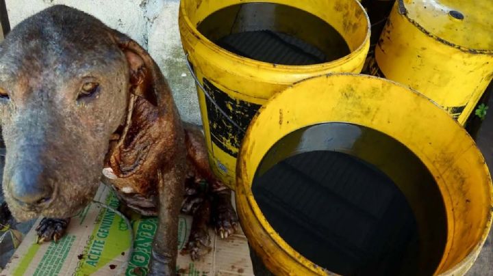 ¿El aceite quemado es bueno para curar la sarna en los perros?; especialistas responden