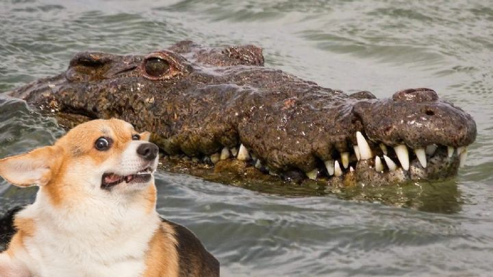 Cocodrilo es captado nadando con el cuerpo de un perrito; imágenes causan indignación | VIDEO