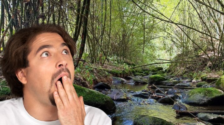 No es China ni Japón, este Pueblo Mágico tiene un hermoso bosque de bambú