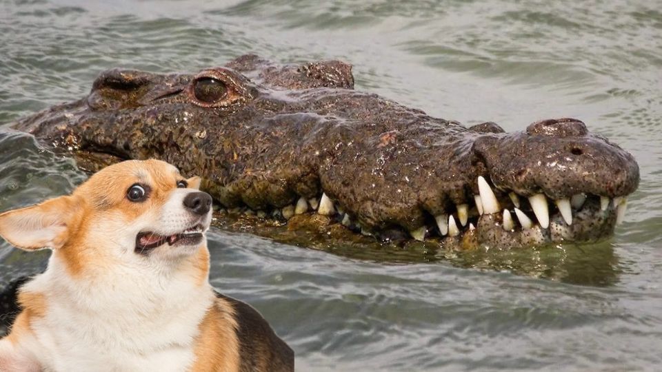 Las imágenes se hicieron virales.