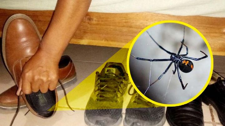 5 animales ponzoñosos y peligrosos que salen con el calor; si los ves, ¡cuidado!