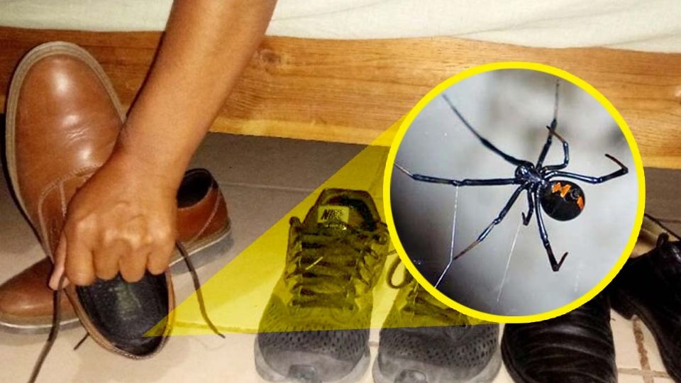 Los animales venenosos logran entrar en las casas para protegerse del calor