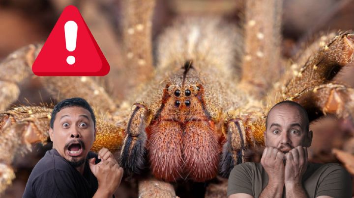 Araña bananera causa temor en el mundo al ser considerada la más peligrosa; ya está en México